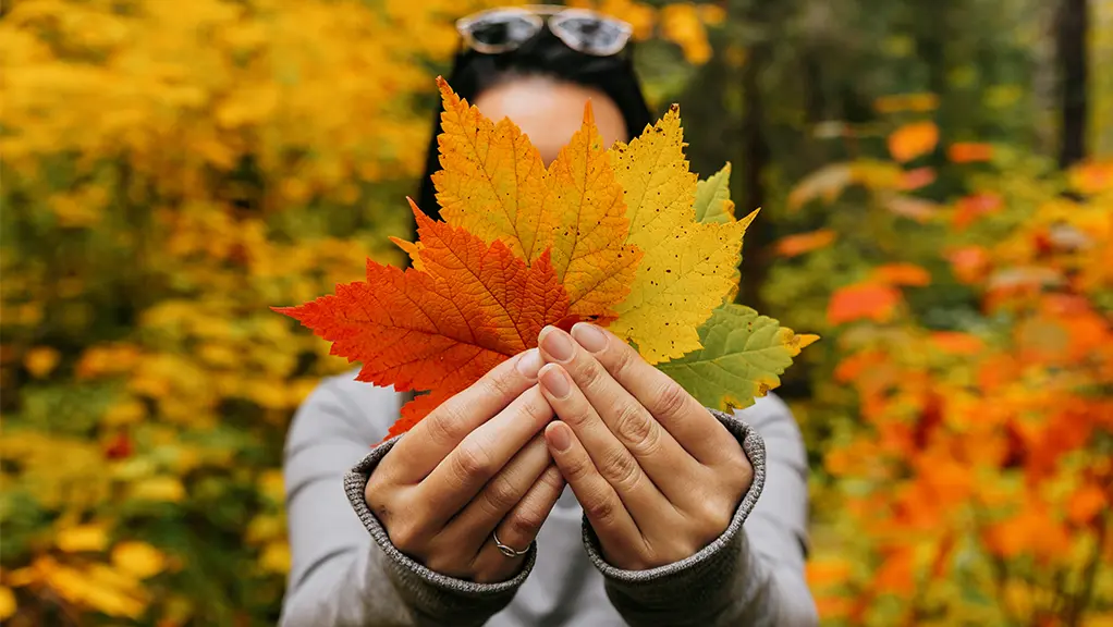 秋の紅葉の中で、カエデの葉を持っている人。