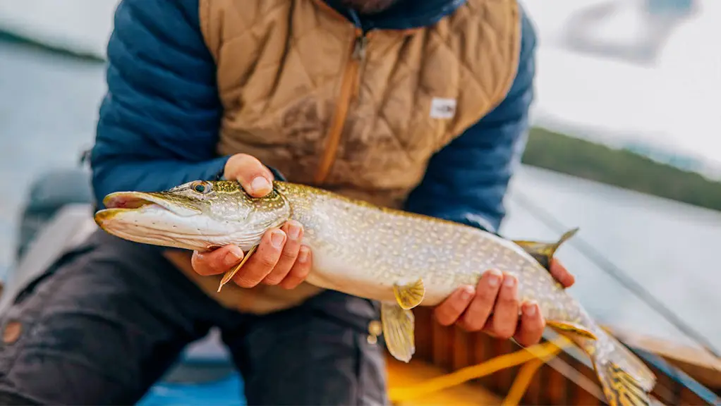 An angler holds a northern pike he caught while fishing in Algoma Country.