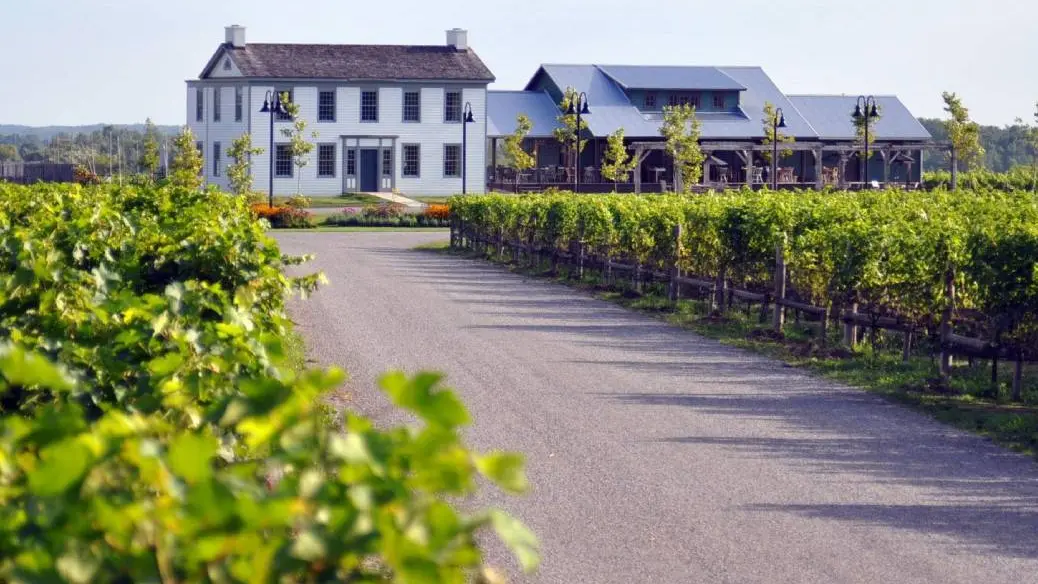 Grapevines line the driveway up to a stately building at Ravine Vineyard Estate Winery in the Niagara Region.