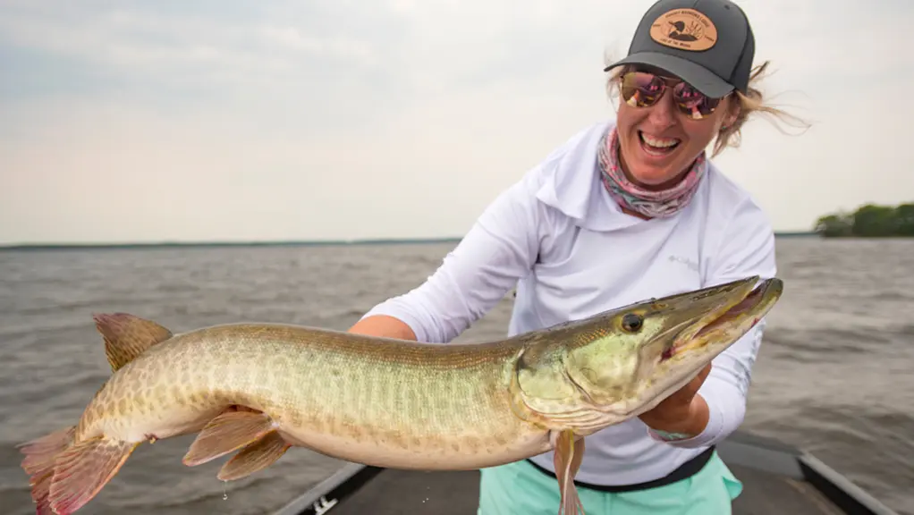Una mujer sostiene un gran muskellunge durante un viaje de pesca desde Grassy Narrows Lodge.