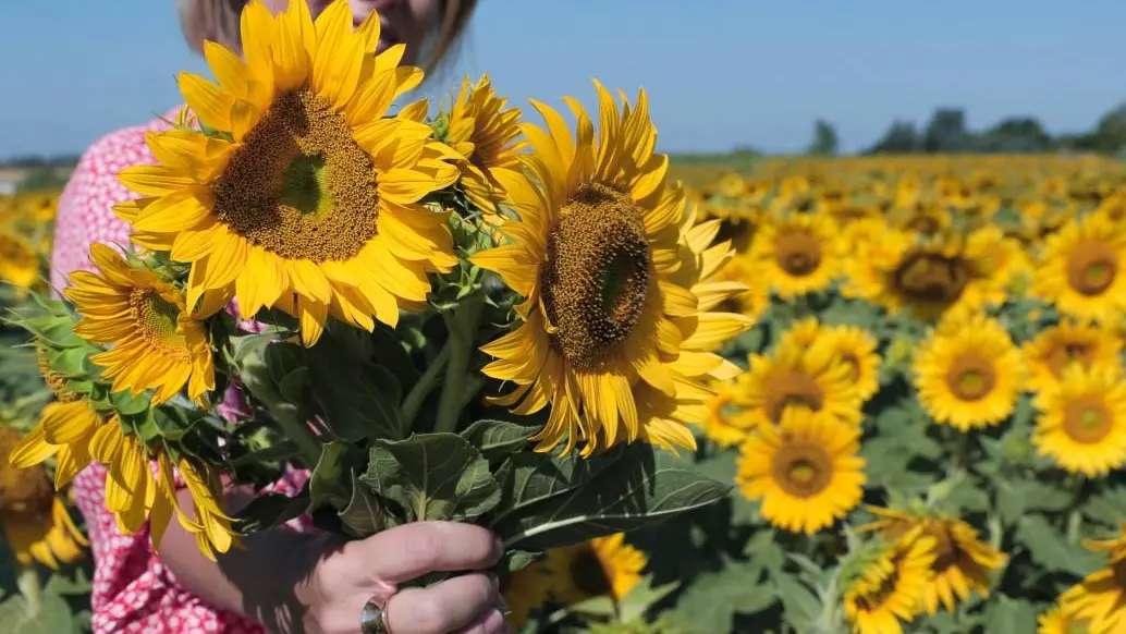Una mujer sostiene un ramo de flores en un campo de girasoles en un día soleado de verano.