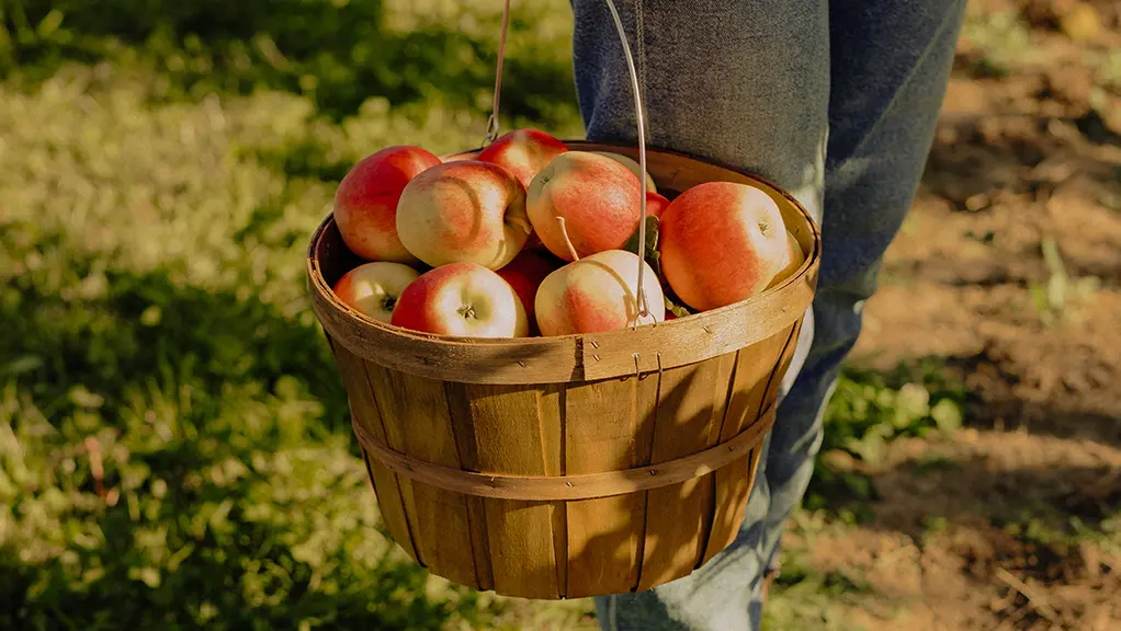 A person wearing blue jeans carrying a basket full of red apples alongside a patch of grass and dirt path.