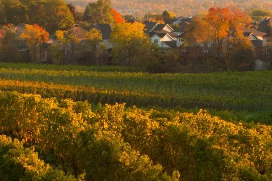 Un vignoble avec quelques maisons en arrière-plan