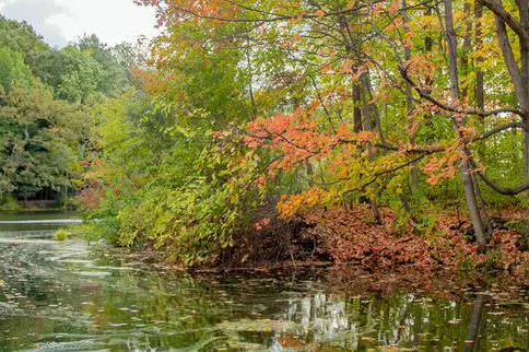 Fall foliage alongside a river