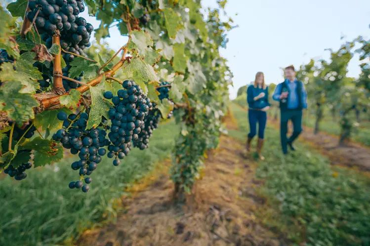 Ripe grapes on a vine in a vineyard, with two people strolling nearby enjoying glasses of wine.