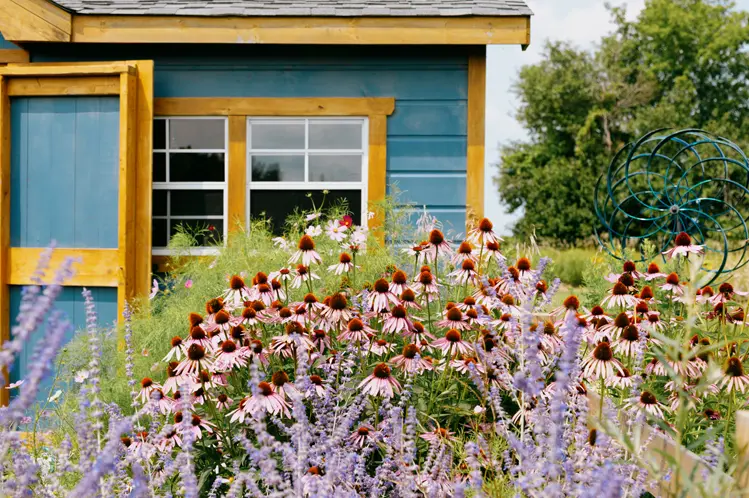 화창한 하늘 아래 온타리오 농장의 작은 파란색 나무 오두막 앞에서 라벤더 식물이 피어 있습니다.