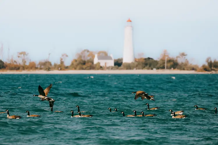 Kanadische Gänse schwimmen im Huronsee, mit einem hohen weißen Leuchtturm und der Küste bei Saugeen Shores.