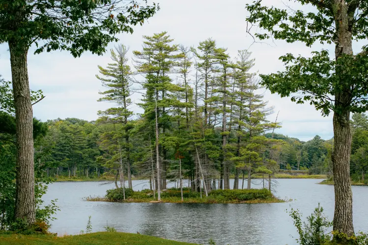 Small tree-covered island reflecting in the calm waters in Roseneath, Ontario, surrounded by dense forest and framed by tall trees.