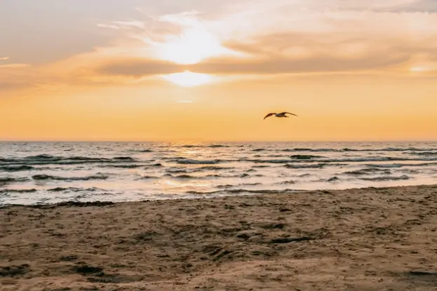 Une mouette dans le ciel sur une plage déserte.