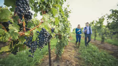 Grapes on vines in vinyard with two people walking in background