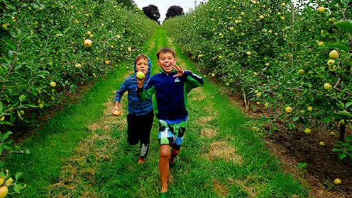 사과 과수원의 줄을 통해 실행 두 흥분된 어린 소년.