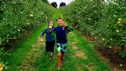 Two excited young boys running through the rows of an apple orchard.