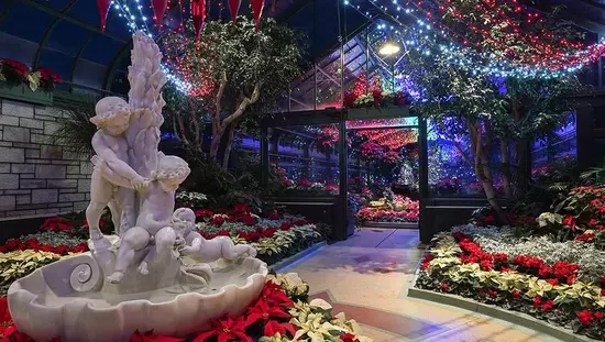 An illuminated indoor floral showcase