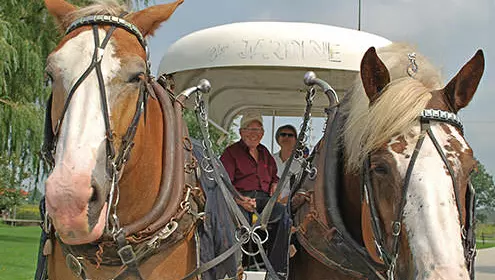 An older couple in a covered horse drawn carriage pulled by two horses.