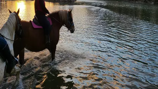 Deux chevaux et leurs cavaliers qui traversent une rivière vers une rive boisée de l'autre côté au lever du soleil.