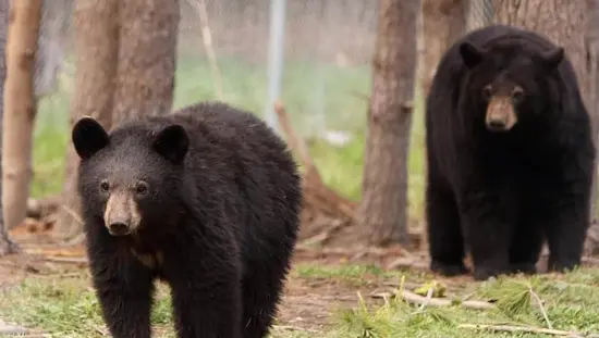 A bear cub walking in front of a mama bear through a wooden fenced in area