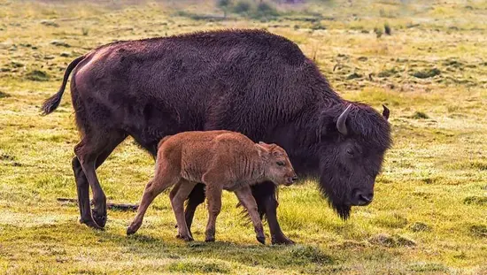 A baby Bison beside Mama Bison munching on grass in a field