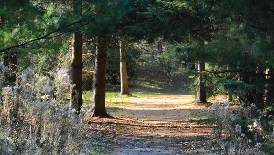 Un camino que conduce a través del bosque