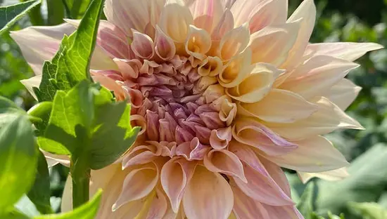 ピンクの花のクローズアップ