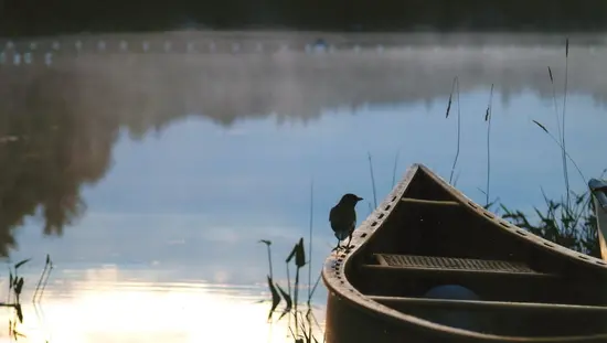  カラスが湖のほとりのカヌーの側面に止まっています。