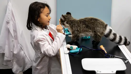 おもちゃのアライグマを観察する少女