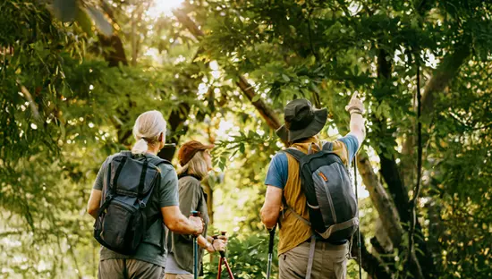 배낭과 지팡이를 멘 세 명의 고령 하이커가 숲길을 탐험하고 있으며, 한 명은 나무 사이로 햇살이 비치는 가운데 위쪽을 가리키고 있습니다.