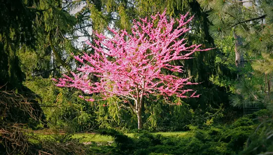 무성한 푸른 나무들 사이에 밝은 분홍색 잎이 있는 가느다란 나무가 서 있습니다.