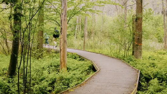 Ein Holzpfad schlängelt sich durch einen Wald, gesäumt von üppigen grünen Pflanzen und vereinzelten Bäumen.