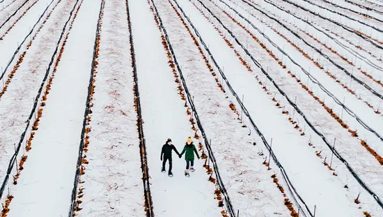 Vista aérea de la bodega Burning Kiln en St. Williams cubierta de nieve, con dos personas caminando entre las hileras de viñedos.