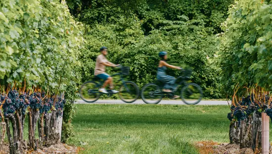 Dos personas paseando en bicicleta entre hileras de viñedos en Two Sisters Vineyards en Niagara-on-the-Lake, rodeadas de un exuberante follaje verde.