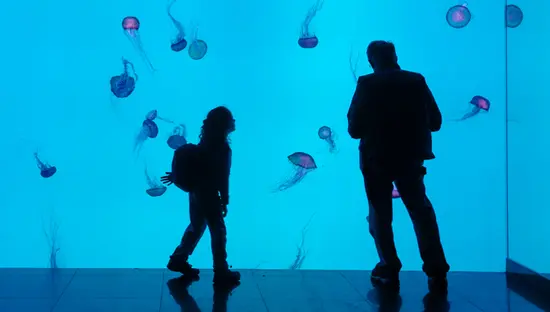 Siluetas de un niño y un adulto admirando medusas brillantes en el tanque de medusas de color azul vibrante que cubre toda la pared del Acuario Ripley de Canadá en Toronto.