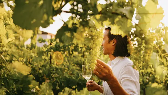 Ein lächelnder Mann mit einem Glas Weißwein in der Hand steht während der goldenen Stunde zwischen üppig grünen Weinreben in einem Weinberg in Niagara-on-the-Lake.