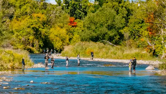 Des pêcheurs pataugent dans la rivière Credit pendant la saison du saumon, entourés d'un feuillage automnal éclatant à Mississauga, en Ontario.
