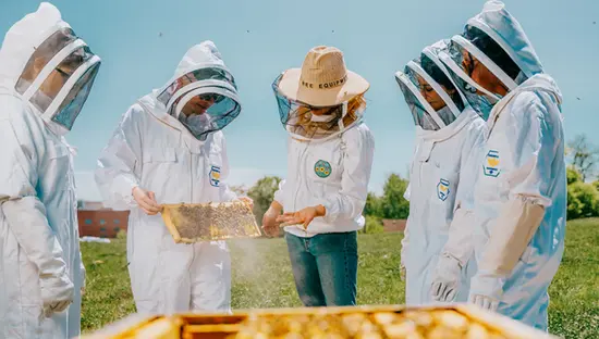 晴れた日にローラの蜂場で養蜂スーツを着た一群の人々が蜂の巣箱を観察している。