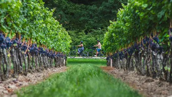 온타리오 와인 산지의 포도밭을 지나 자전거를 타는 남자와 여자.