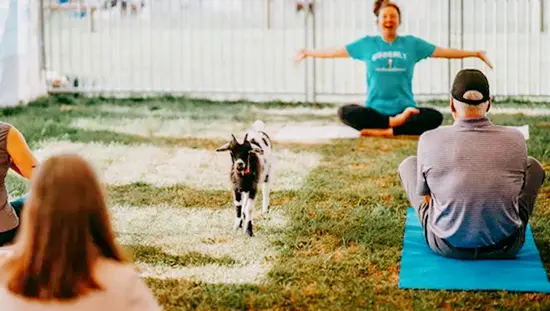 Séance de yoga en plein air à Udderly Ridiculous dans le comté d’Oxford, avec une chèvre se promenant parmi les participants dans une aire clôturée.