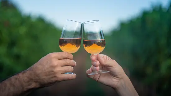 Two hands with raised white wine glasses, set to cheers in the Konzelman Vineyard.