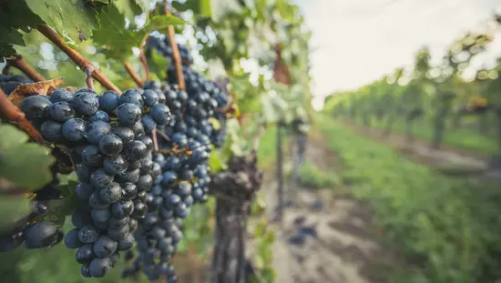A close-up of purple grapes hanging on a vine in a vineyard at Peller Estates.