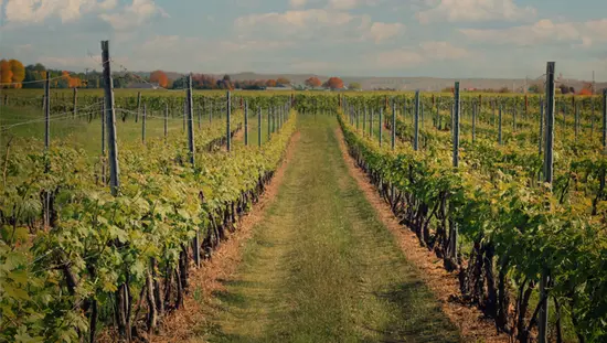 A grassy walkway leads between rows of lush vineyards at a Niagara Region winery.