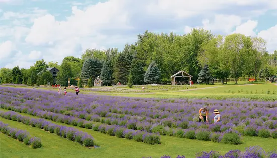 Purple rows of lavender stretching across Erin Hill Acres in Erin, Ontario.
