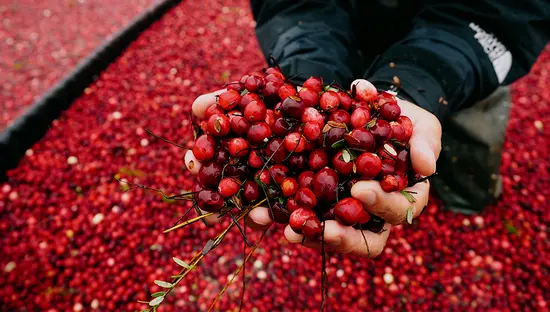Hands holding bright red cranberries while standing in a bog of harvested cranberries.