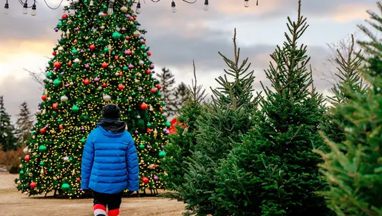 Una persona con un abrigo de invierno azul camina junto a una hilera de árboles recién cortados hacia un gran árbol de Navidad decorado festivamente.