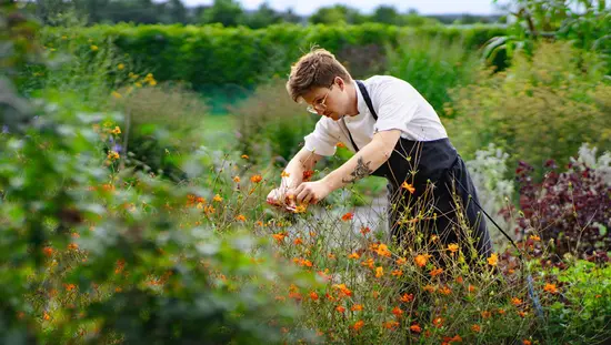 미슐랭 스타를 받은 레스토랑인 펄 모리셋의 무성한 정원에서 셰프가 야채를 수확하여 장식하고 있습니다.