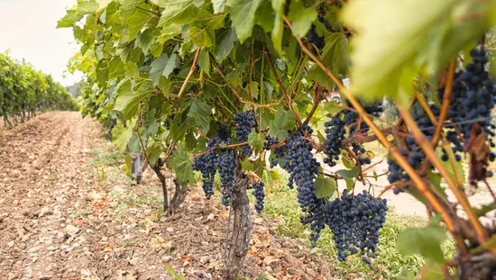 Vignes du domaine viticole Karlo Estates