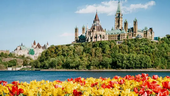 オタワ川沿いに咲き誇るチューリップ。背景には国会議事堂が見える。