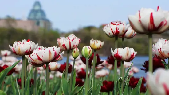 Un jardín de tulipanes rojos y blancos florece con la Galería Nacional de Canadá al fondo en Ottawa.