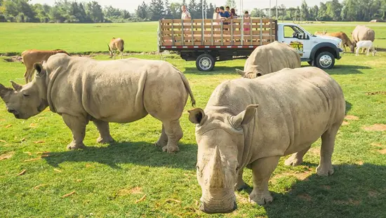 An open-air vehicle transports guests past a group of rhinos and other wild animals at African Lion Safari in Southern Ontario.