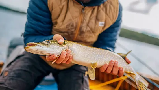 プロの釣り人、バブス・キジェフスキがボートの中で大きなマスキー系の魚を抱えている。