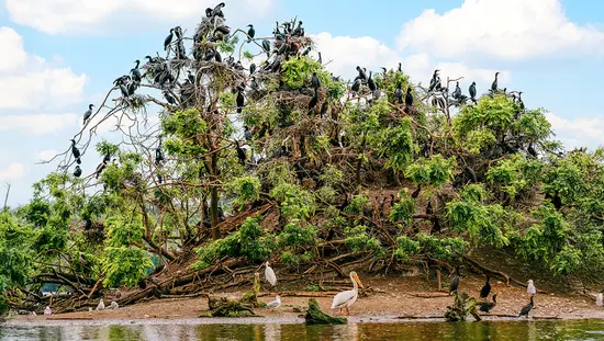ハミルトンのクーツ・パラダイス湿地帯にある木々に営巣する多数の鳥たち。