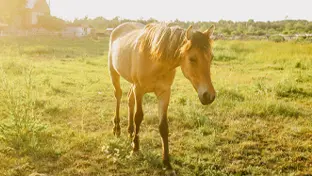 Sunshine on a beige horse in an open field.
